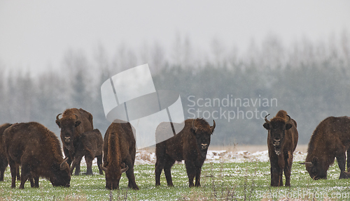 Image of European Bison herd resting in snowfall