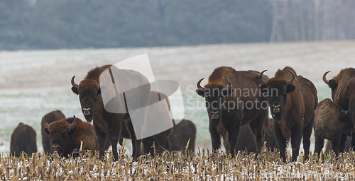 Image of European Bison herd feeding in snowy field