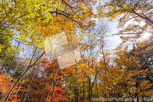 Image of Sun light through fall maple foliage