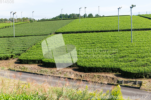 Image of Beautiful tea plantation