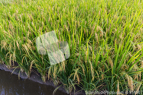 Image of Rice meadow 