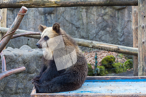 Image of Cute Little bear at zoo