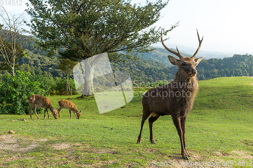 Image of Doe Deer and natural landscape