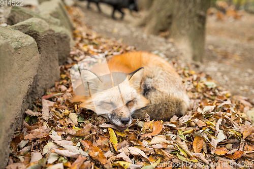 Image of Red sleeping with autumn leaves