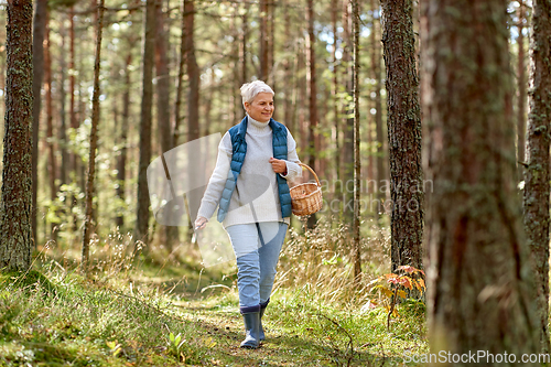 Image of senior woman picking mushrooms in autumn forest