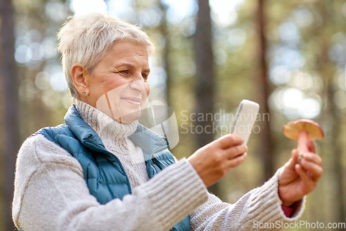 Image of senior woman using smartphone to identify mushroom