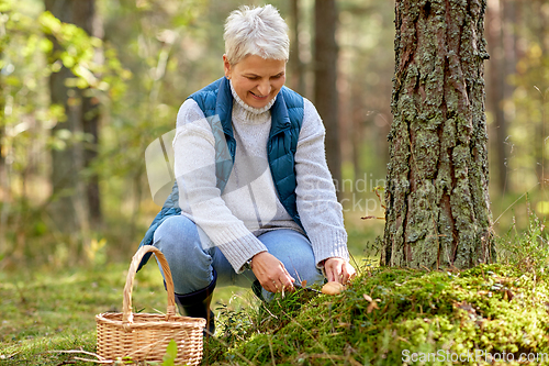 Image of senior woman picking mushrooms in autumn forest