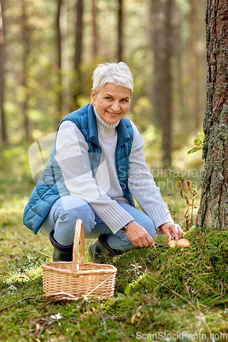 Image of senior woman picking mushrooms in autumn forest