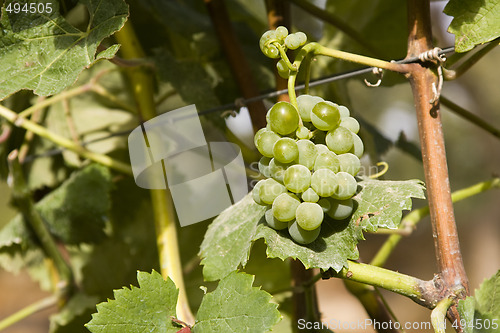 Image of green grapes