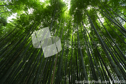 Image of Bamboo Forest