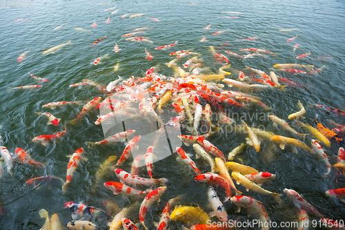 Image of Swimming Koi fish