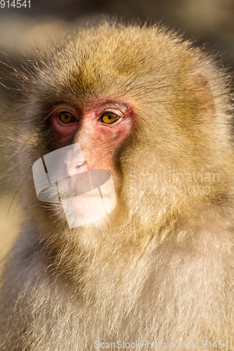 Image of Monkey in jungle