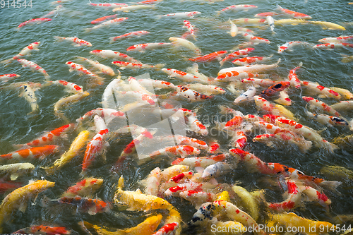 Image of Carp fish