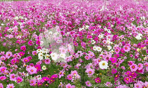 Image of Cosmos flowers