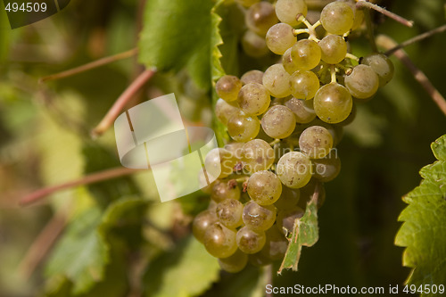 Image of Green grapes