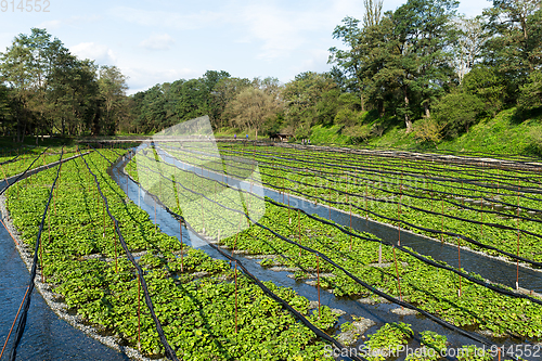 Image of Wasabi farm