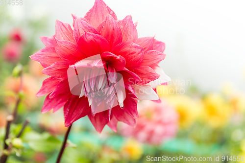Image of Chrysanthemum in pink