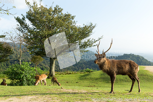 Image of Deer on highland