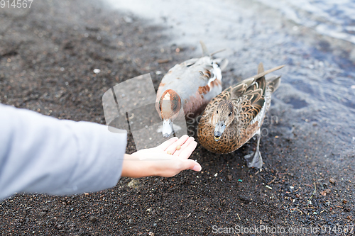 Image of Woman feed duck