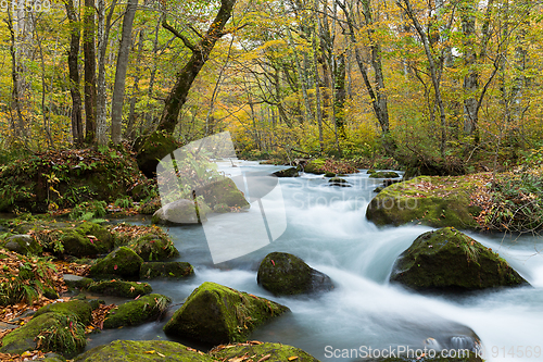 Image of Oirase Gorge Stream in Autumn Red