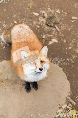 Image of Fox seeking for food