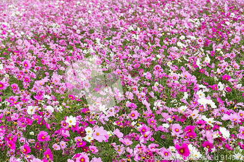 Image of Cosmos flower