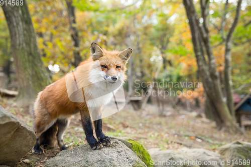 Image of Fox standing outside
