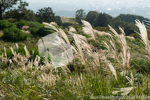 Image of Long and tall grass slope in winter at Mount Wakakusa