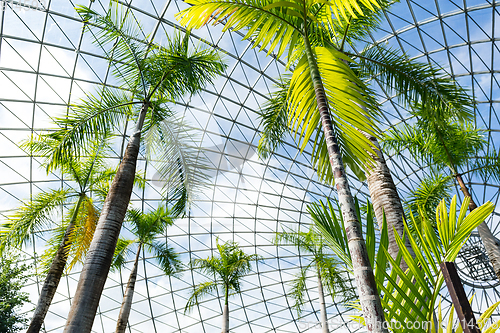 Image of Green house with pine tree