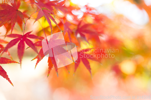 Image of Maple tree