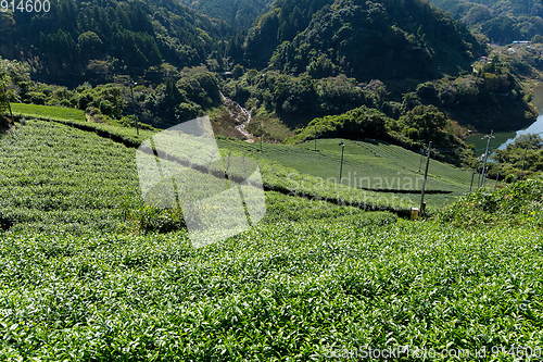 Image of Tea plantation Cameron highland
