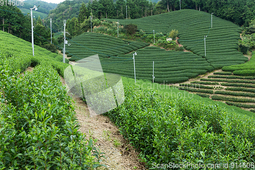 Image of Fresh tea garden