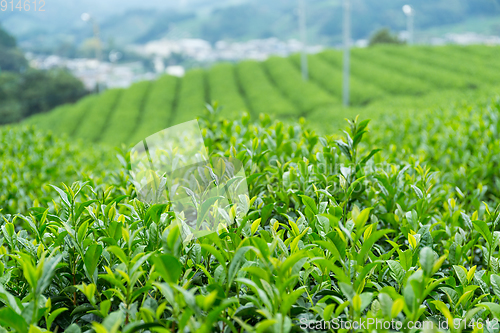 Image of Tea plantation farm
