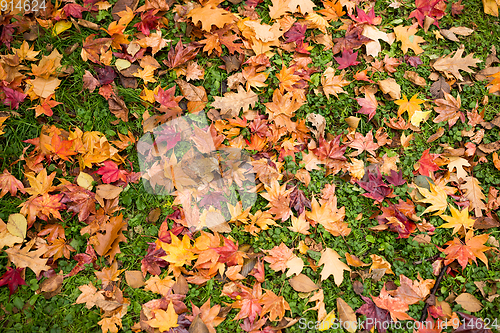 Image of Maple leaves on green lawn