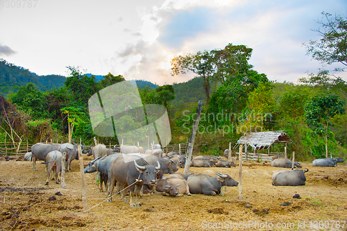Image of Herd of domestic buffalo Thailand