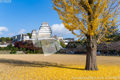 Image of Himeiji Castle and ginkgo