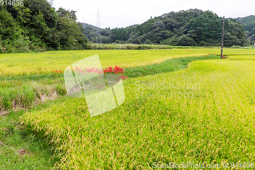 Image of Rice field in forest