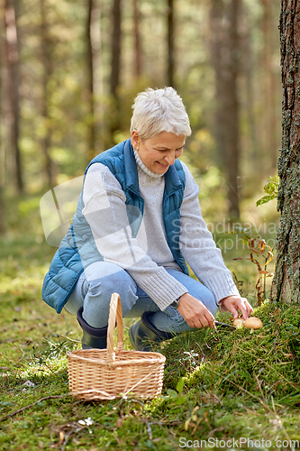 Image of senior woman picking mushrooms in autumn forest