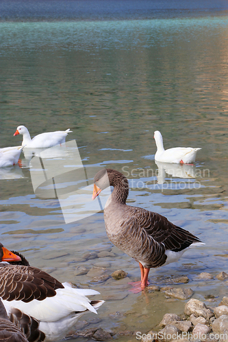 Image of Cute geese on a lake