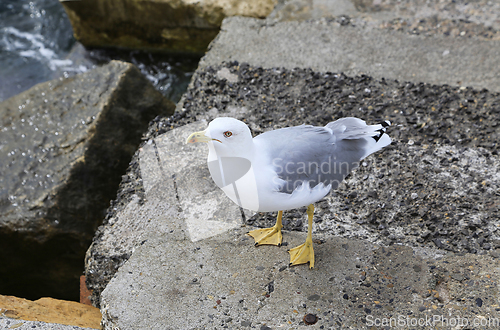 Image of Seagull standing on the stone pier