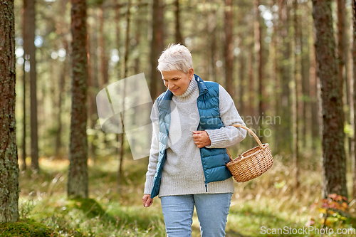 Image of senior woman picking mushrooms in autumn forest