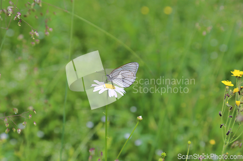 Image of White butterfly sitting on a daisy flower