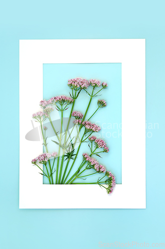 Image of Valerian Herb Flower Background Frame