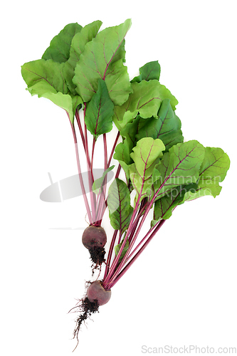 Image of Beetroot Plants with Rootballs and Fresh Leaves