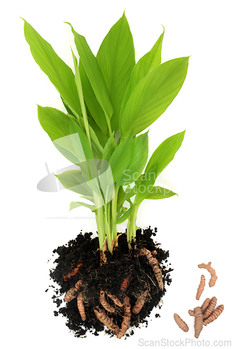 Image of Turmeric Plant with Roots in Earth and Loose  