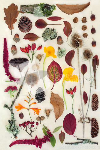 Image of Nature Study of Autumn Leaves Flowers and Berry Fruit 