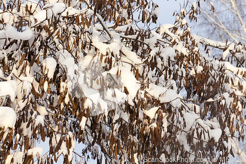 Image of trees under snow