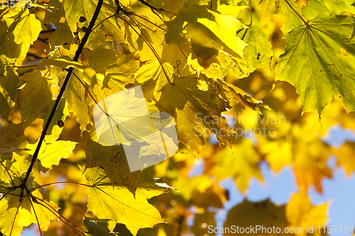 Image of , foliage maple