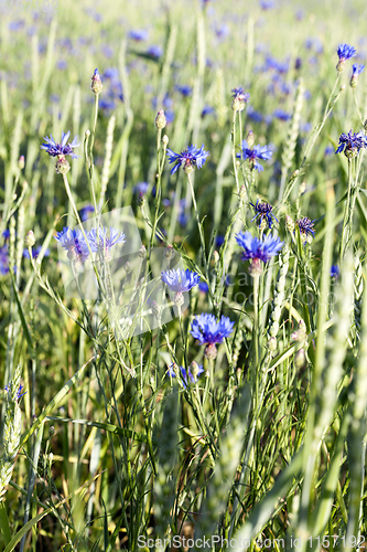 Image of blue cornflowers