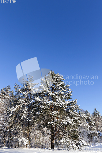 Image of mixed forest